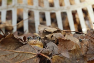 Common frog (Rana temporaria) adult amphibian on a pile of fallen autumn leaves in a garden with a