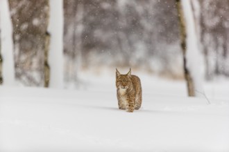 One young male Eurasian lynx, (Lynx lynx), walking over a deep snow covered meadow with a forest in