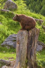 An adult female brown bear (Ursus arctos arctos) uses the top of a dead tree as a vantage point