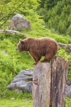 An adult female brown bear (Ursus arctos arctos) uses the top of a dead tree as a vantage point