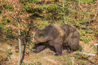 An adult male brown bear (Ursus arctos arctos) walks through the undergrowth of a forest