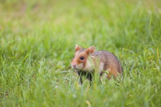 A European hamster (Cricetus cricetus), Eurasian hamster, black-bellied hamster or common hamster,