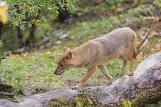 A golden jackal (Canis aureus) stands on a rotting tree lying on the ground between bushes and