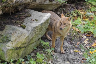 A golden jackal (Canis aureus) stands behind a rock under a rotting tree