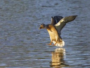 Mallard (Anas platyrhynchos), female duck in flight about to land on a lake, Hesse, Germany, Europe