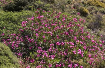 Oleander bush, Sarella peninsula near Plakias, south coast, Crete, Greece, Europe