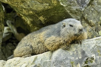 Alpine marmot (Marmota marmota), lying on rocks, Switzerland, Europe