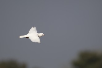 White or Release dove (Columba livia domestica) adult bird in flight, England, United Kingdom,