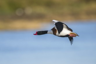 Common Shelduck, Tadorna tadorna, bird in flight over winter marshes