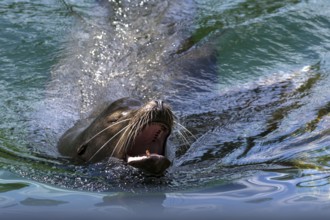 Harbour seal bull (Phoca vitulina) in the water, Nuremberg Zoo, Middle Franconia, Bavaria, Germany,