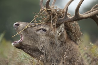 Red deer (Cervus elaphus) adult male stag roaring during the rutting season in autumn with Bracken