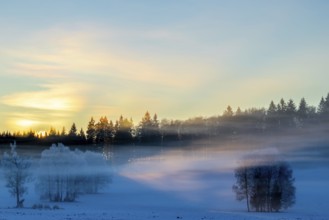 Birches (Betula), birch family (Betulaceae), sunlit veil of mist, winter, Irndorfer Hardt, Upper