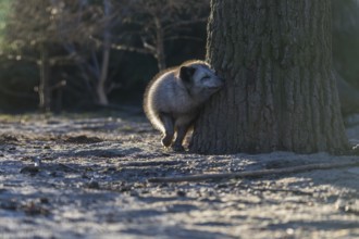 One arctic fox (Vulpes lagopus), (white fox, polar fox, or snow fox) leaning against a tree in