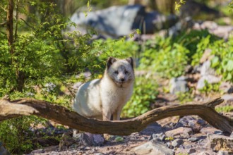 One arctic fox (Vulpes lagopus), (white fox, polar fox, or snow fox) sits on rocky ground, behind a