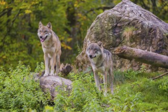 Two eurasian gray wolves (Canis lupus lupus) stand on a log in front of a rock, observing the area.