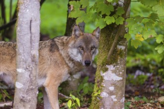 A eurasian gray wolf (Canis lupus lupus) peers through between two trees