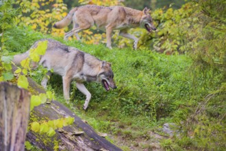 Two adult male Eurasian gray wolves (Canis lupus lupus) wolves running down a hill. Fall foliage in