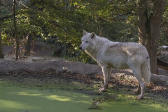 One Arctic wolf (Canis lupus arctos) standing in a small forest opening with a little pond covered