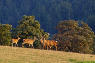 A herd of Altai maral, Altai wapiti or Altai elk (Cervus canadensis sibiricus) stand on a meadow in