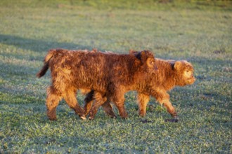 Two Highland calves (Bos primigenius taurus) walk across a meadow