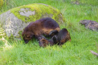 Two wolverine (Gulo gulo) play with each other on a green meadow in front of a rock