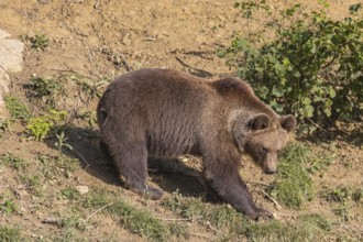 One adult male eurasian brown bear (Ursus arctos arctos) walking thru a forest on hilly ground.