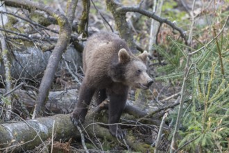 One young eurasian brown bear (Ursus arctos arctos) walking between dead trees and logs