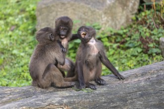 Three baby Gelada (Theropithecus gelada), or bleeding-heart monkey playing on a log