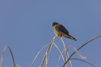 One American kestrel (Falco sparverius) sitting on a twig in early morning light with a blue sky in