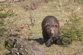 One adult male eurasian brown bear (Ursus arctos arctos) walking on a meadow with some vegetation