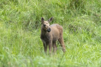 Moose (Alces alces) calf standing on a wet meadow. Green grass around