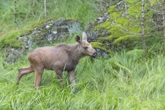 Moose (Alces alces) calf with trees and green grass around