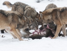 Wolves (Canis lupus) eating wild boar (Sus scrofa) prey, captive, Germany, Europe