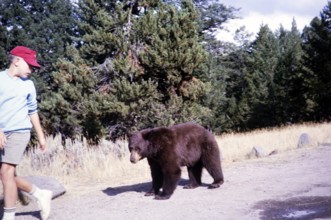 Black bear (Ursus americanus) running after a child, Yellowstone National Park, Wyoming, USA 1963