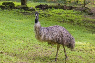 Portrait of an emu, Dromalus novaehollandiae, on a green meadow