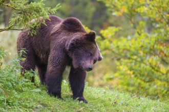 A young male Eurasian brown bear (Ursus arctos arctos) stands on a meadow between bushes. Shaking