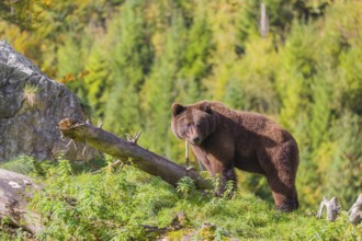 A young male brown bear (Ursus arctos arctos) crosses a meadow on hilly terrain, looking for food.