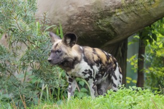 African wild dog, Lycaon pictus, running through the green vegetation