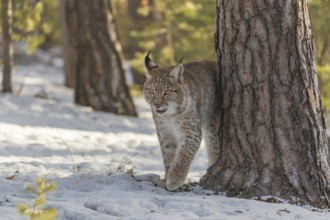 One young male Eurasian lynx, (Lynx lynx), walking over a snow covered forest ground in early