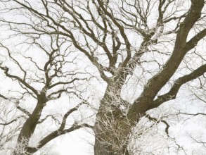 Oak Trees (Quercus robur), crowns of the trees covered in hoarfrost against a pale sky, in winter,