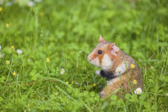 A European hamster (Cricetus cricetus), Eurasian hamster, black-bellied hamster or common hamster,