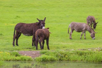 A herd of mixed breed donkey stands grazing in a paddock at a small pond