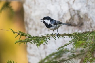 Cole Tit, (Parus ater), male adult, perched on a fir tree branch, singing, Hesse, Germany, Europe