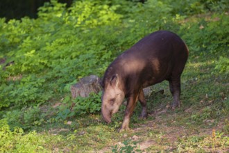 A female South American tapir (Tapirus terrestris) runs through the undergrowth at the edge of the