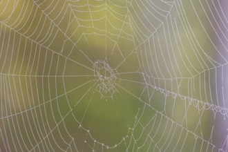 Isar valley nature conservancy area. Spider web in autumn, covered with dew drops