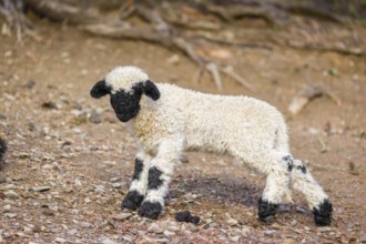 A Valais Blacknose sheep lamb (Avis Aries) stands on a pasture on hilly ground