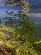 Branches reflected in crystal clear water, Hechtsee lake near Kufstein, Tyrol, Austria, Europe