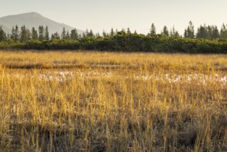 High moor, golden-coloured light over meadows with mountains and forests in the background,