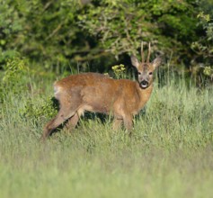 Roe deer (Capreolus capreolus), roebuck with changing hair standing in a meadow and looking