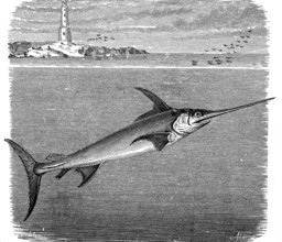 Swordfish, Xiphias gladius, illustration from 1880, historical, digital reproduction of an original